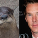 Illustration for article titled Genius Aquarium Names Otter After Benedict Cumberbatch